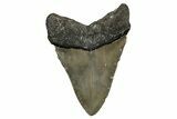 Fossil Megalodon Tooth - North Carolina #344072-1